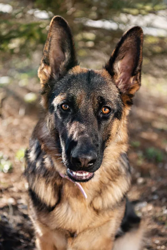 Photo of a German Shepherd dog standing in front of a pine tree outside 