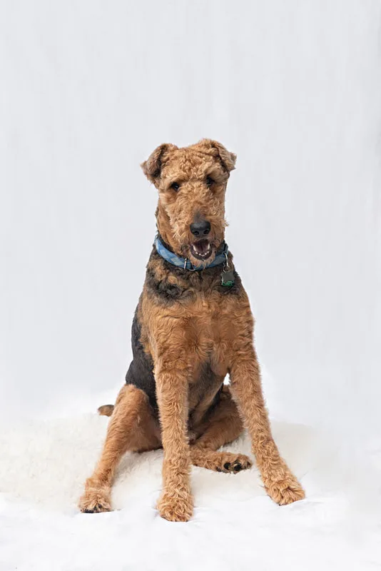 portrait of an airedale terrier dog