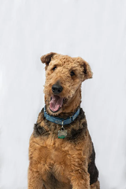 portrait of an airedale terrier dog