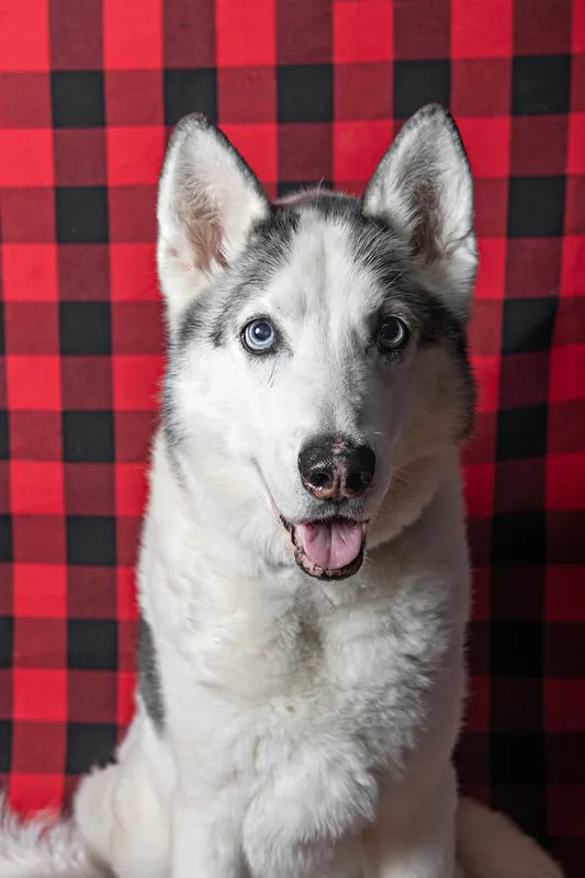 Color photo of an Alaskan husky dog against a buffalo plaid background. The photo was taken by Laura Pea Photography, a pet photographer on Long Island.