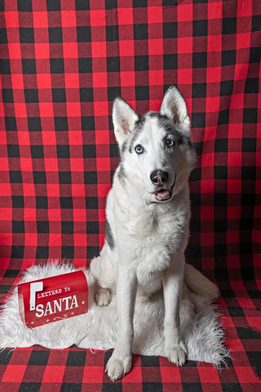Color photo of an Alaskan husky dog against a buffalo plaid background with Christmas holiday props, including a letterbox to Santa. The photo was taken by Laura Pea Photography, a pet photographer on Long Island.