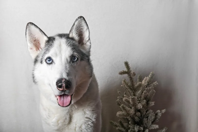 Color photo of an Alaskan husky dog against a white background with Christmas holiday props, including a tree. The photo was taken by Laura Pea Photography, a pet photographer on Long Island.