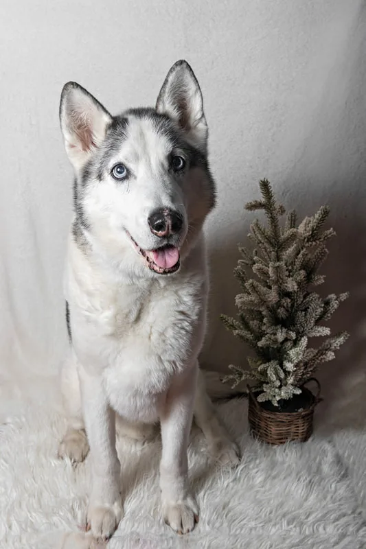 Color photo of an Alaskan husky dog against a white background with Christmas holiday props, including a tree. The photo was taken by Laura Pea Photography, a pet photographer on Long Island.