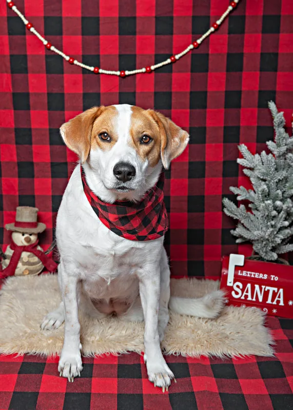 Color photo of a beagle mix dog against a buffalo plaid background with Christmas holiday props, including  a tree, letterbox to Santa and a snowman. The photo was taken by Laura Pea Photography, a pet photographer on Long Island.