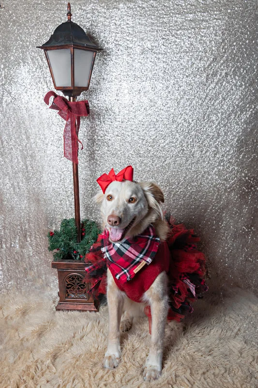Color photo of a blonde mutt mix dog in a red dress against a white background with Christmas holiday props, including a lamppost. The photo was taken by Laura Pea Photography, a pet photographer on Long Island.