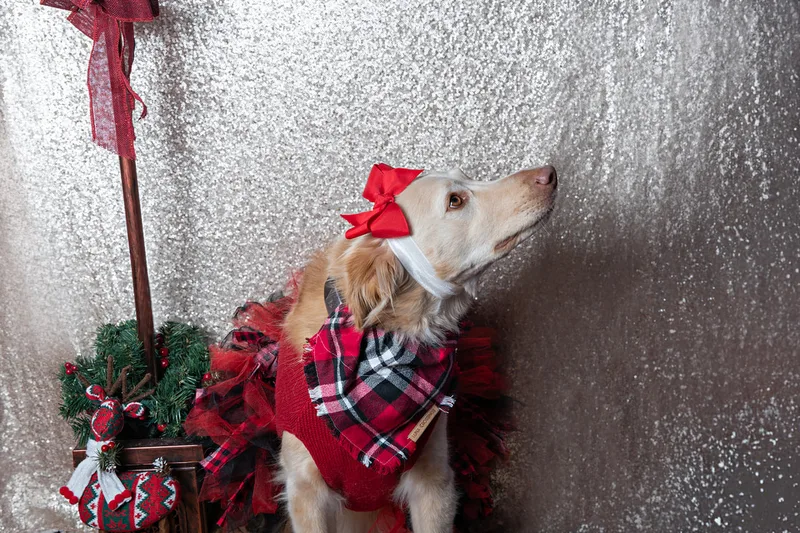 Color photo of a blonde mix mutt  dog against a sequin background with Christmas holiday props, including a lamppost. The photo was taken by Laura Pea Photography, a pet photographer on Long Island.