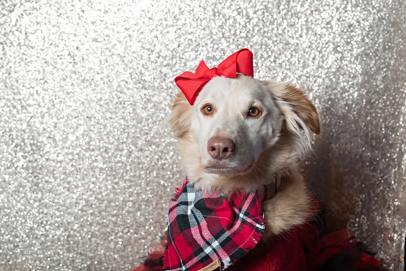 Color photo of a blonde mix mutt dog against a sequin background with Christmas dress on. The photo was taken by Laura Pea Photography, a pet photographer on Long Island.