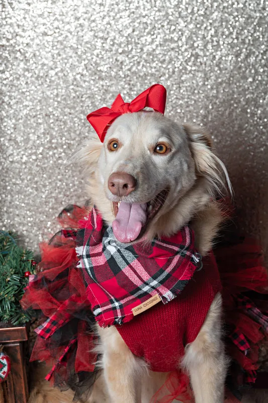 Color photo of a blonde mix mutt dog in a Christmas dress against a sequin background. The photo was taken by Laura Pea Photography, a pet photographer on Long Island.