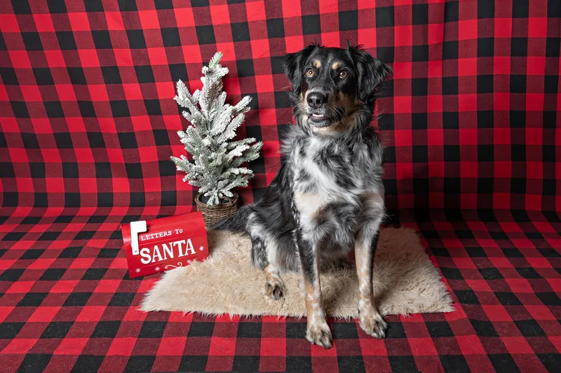 Color photo of a border collie mix dog against a buffalo plaid background with Christmas holiday props, including a tree and a letterbox to Santa. The photo was taken by Laura Pea Photography, a pet photographer on Long Island.