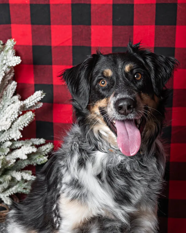 Color photo of a border collie mix dog against a buffalo plaid background with Christmas holiday props. The photo was taken by Laura Pea Photography, a pet photographer on Long Island.