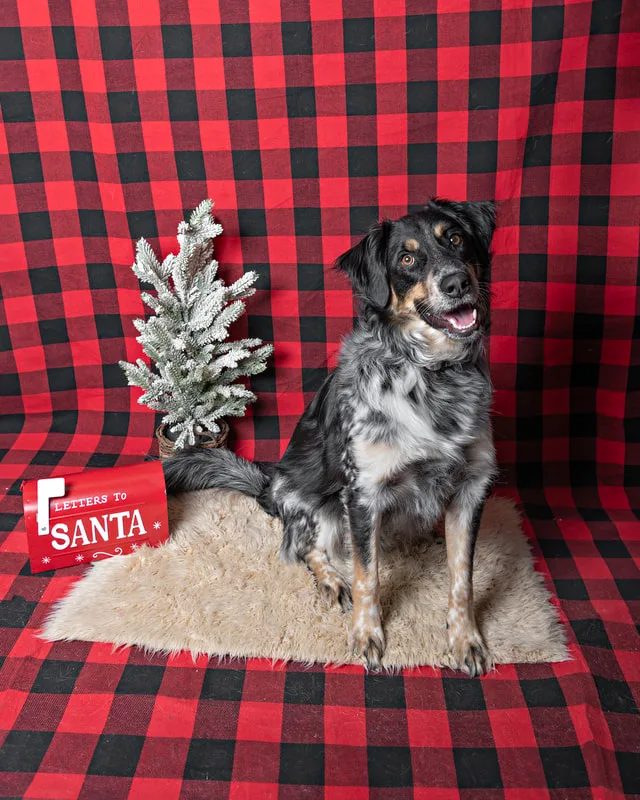 Color photo of a border collie mix dog against a buffalo plaid background with Christmas holiday props, including a tree and a letterbox to Santa. The photo was taken by Laura Pea Photography, a pet photographer on Long Island.