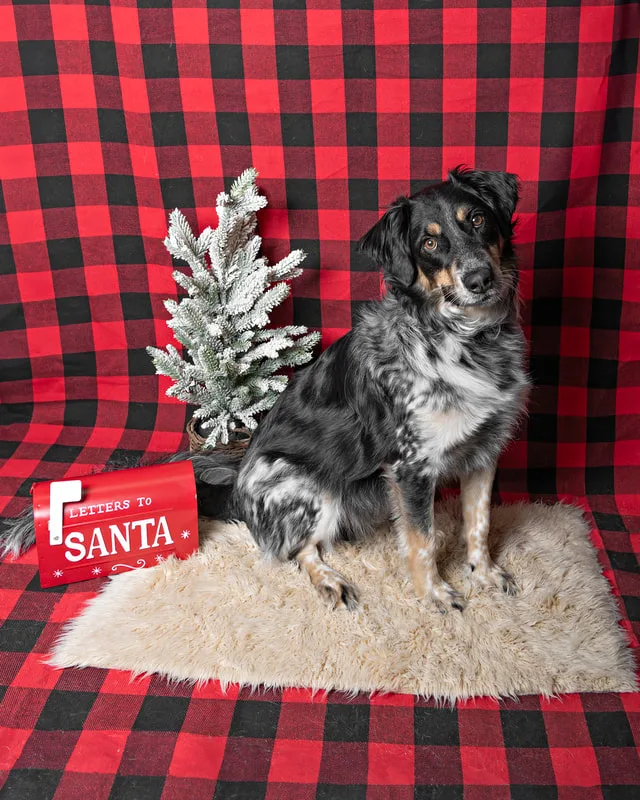 Color photo of a border collie mix dog against a buffalo plaid background with Christmas holiday props, including a tree and a letterbox to Santa. The photo was taken by Laura Pea Photography, a pet photographer on Long Island.