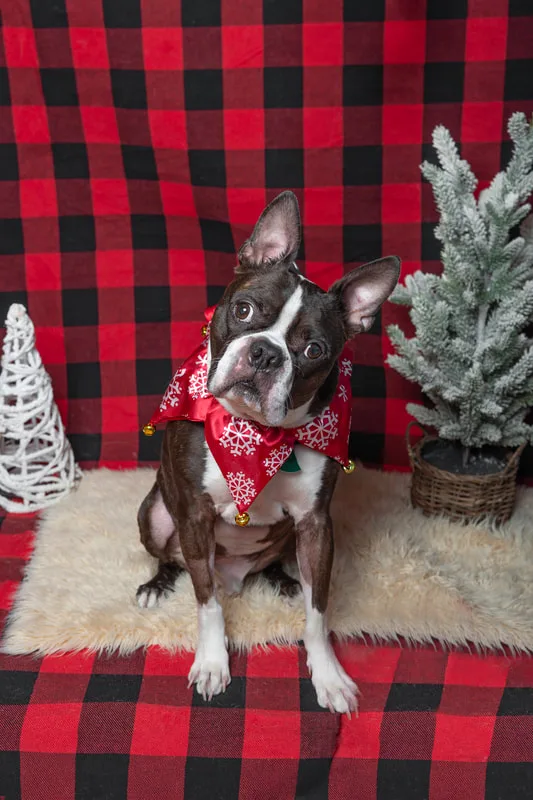 Color photo of a Boston Terrier dog against a buffalo plaid background with Christmas holiday props, including trees. The photo was taken by Laura Pea Photography, a pet photographer on Long Island.