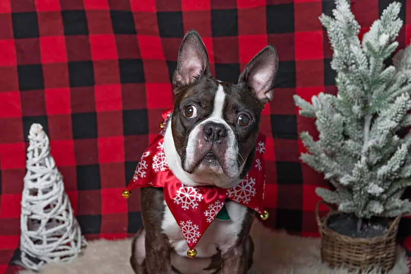 Color photo of a Boston Terrier dog against a buffalo plaid background with Christmas holiday props, including trees. The photo was taken by Laura Pea Photography, a pet photographer on Long Island.