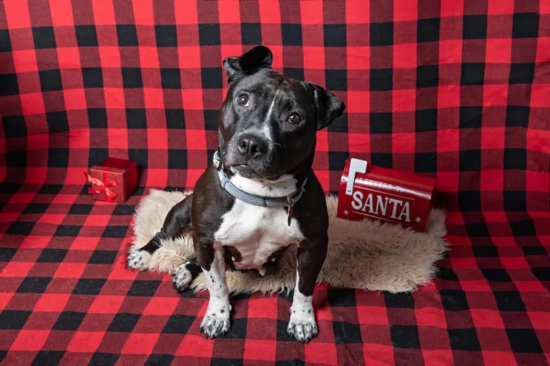 Color photo of a pit bull dog against a buffalo plaid background with Christmas holiday props, including a red wrapped gift and a letterbox to Santa. The photo was taken by Laura Pea Photography, a pet photographer on Long Island.