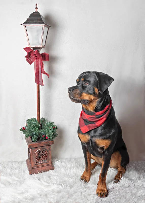 Color photo of a Rottweiler dog against a white background with Christmas holiday props, including a lamppost. The photo was taken by Laura Pea Photography, a pet photographer on Long Island.