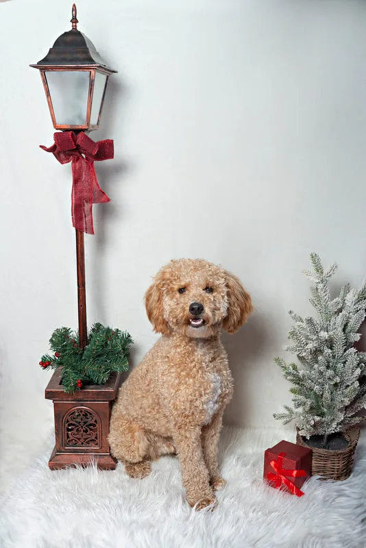 Color photo of a brown doodle dog against a buffalo plaid background with Christmas holiday props, including a lamppost, red wrapped gift and a tree. The photo was taken by Laura Pea Photography, a pet photographer on Long Island.