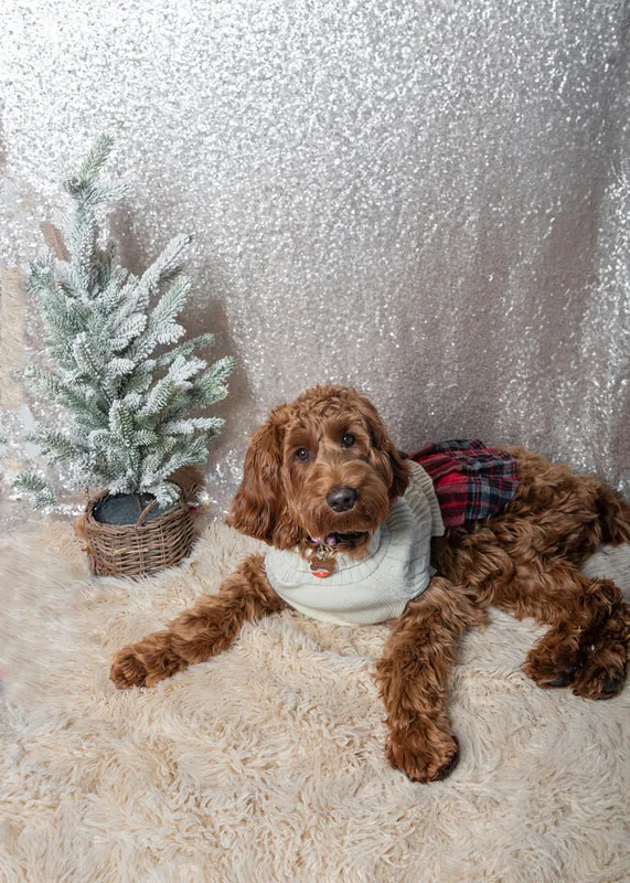 Color photo of a light brown doodle dog against a sequin background with Christmas holiday props, including a tree. The photo was taken by Laura Pea Photography, a pet photographer on Long Island.
