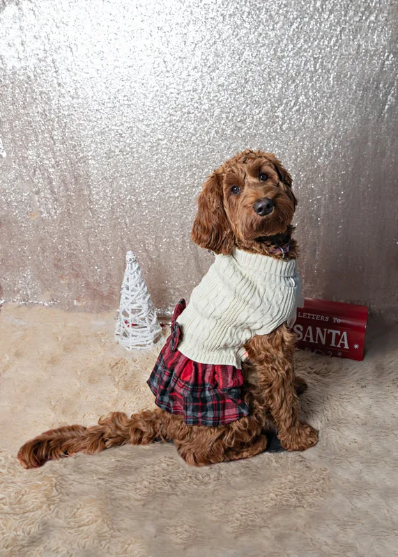 Color photo of a brown doodle dog wearing a dress against a sequin background with Christmas holiday props. The photo was taken by Laura Pea Photography, a pet photographer on Long Island.