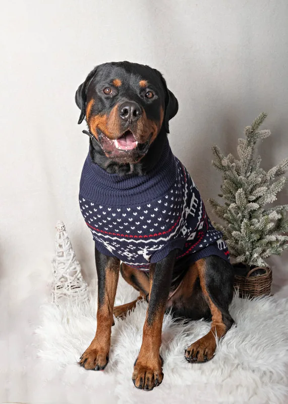 Color photo of a Rottweiler dog wearing a sweater against a background with Christmas holiday props, including a tree. The photo was taken by Laura Pea Photography, a pet photographer on Long Island.