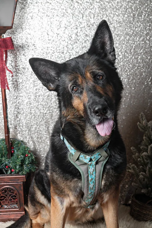 Color photo of a German Shepherd dog against a sequin background with Christmas holiday props, including a lamppost. The photo was taken by Laura Pea Photography, a pet photographer on Long Island.