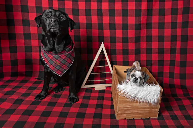 Color photo of a black Labrador retriever dog and a terrier mix mutt dog against a buffalo plaid background with Christmas holiday props. The photo was taken by Laura Pea Photography, a pet photographer on Long Island.