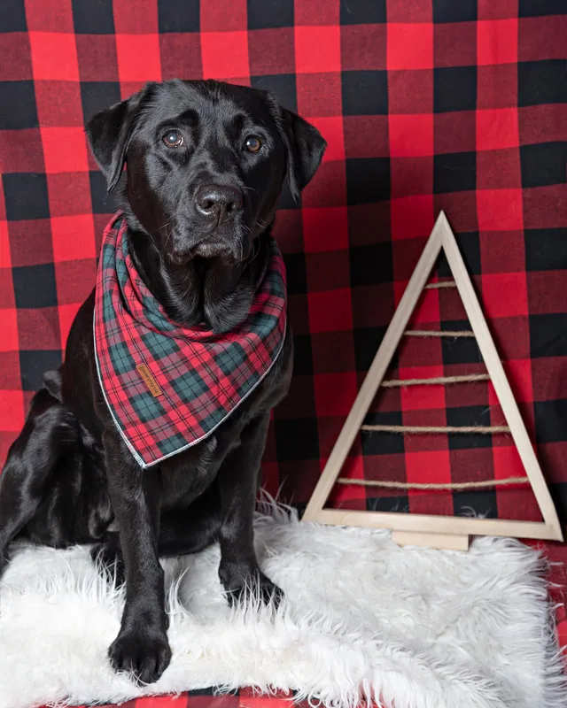 Color photo of a black Labrador retriever dog against a buffalo plaid background with Christmas holiday props, including a tree. The photo was taken by Laura Pea Photography, a pet photographer on Long Island.