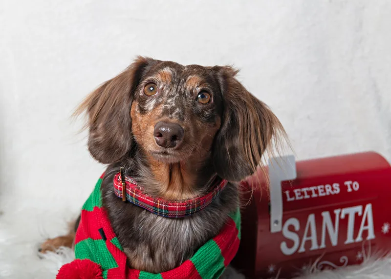 Color photo of a brown long-haired dachshund dog against a white background with Christmas holiday props, including a letterbox to Santa. The photo was taken by Laura Pea Photography, a pet photographer on Long Island.