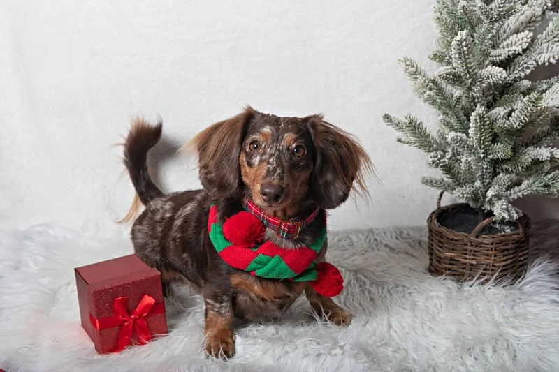 Color photo of a long-haired dachshund dog against a white background with Christmas holiday props, including a red wrapped gift and a tree. The photo was taken by Laura Pea Photography, a pet photographer on Long Island.