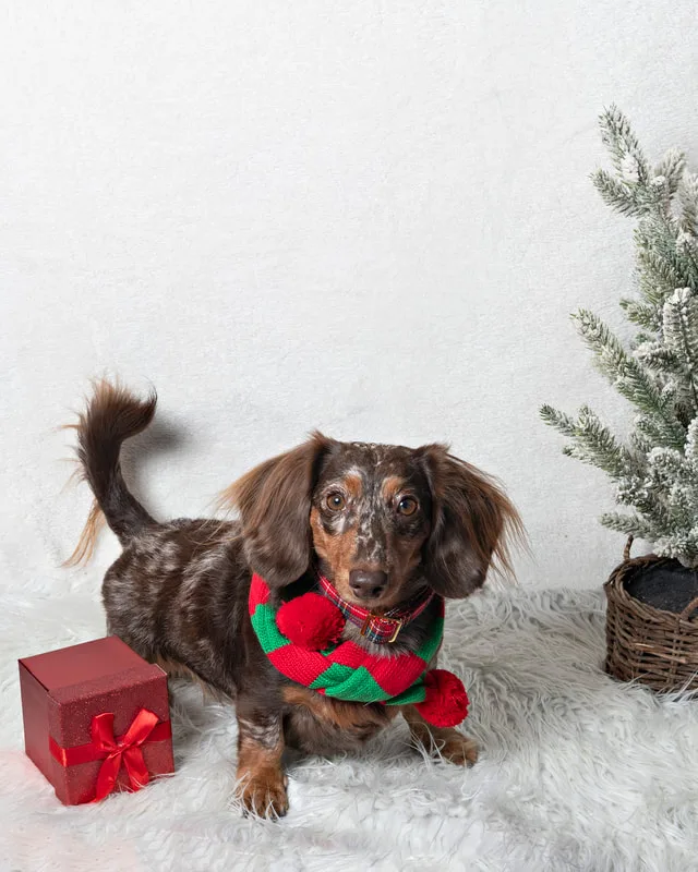 Color photo of a brown long-haired dachshund dog against a white background with Christmas holiday props, including a tree and a red wrapped gift. The photo was taken by Laura Pea Photography, a pet photographer on Long Island.