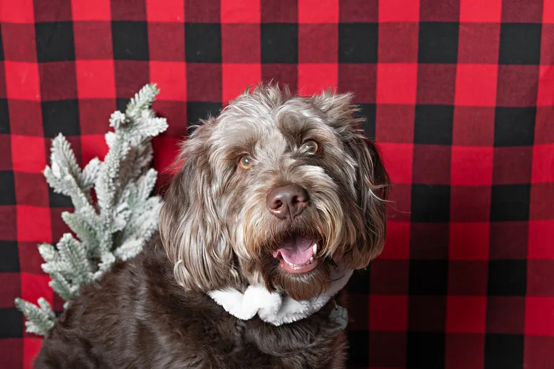 Color photo of a brown doodle dog against a buffalo plaid background with Christmas holiday props, including a tree. The photo was taken by Laura Pea Photography, a pet photographer on Long Island.