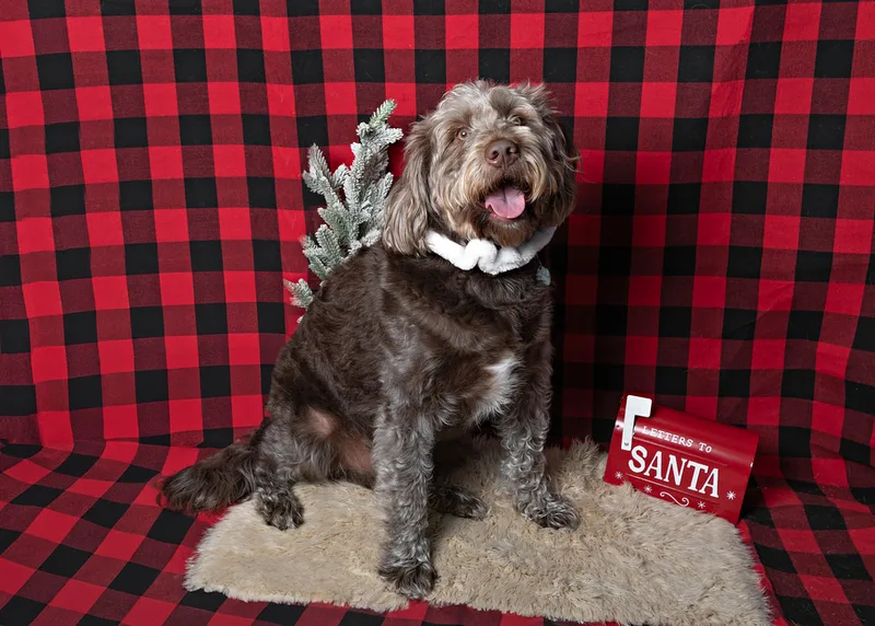 Color photo of a brown doodle dog against a  buffalo plaid background with Christmas holiday props, including a tree and a letterbox to Santa. The photo was taken by Laura Pea Photography, a pet photographer on Long Island.