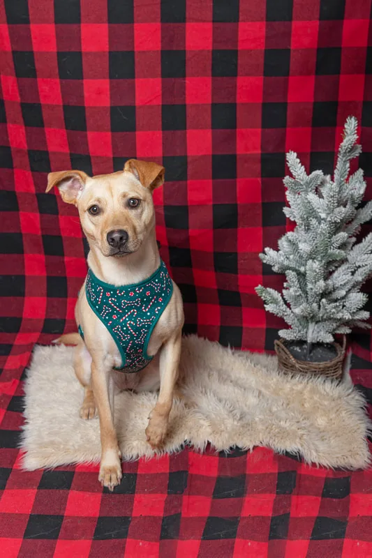 Color photo of a light brown mutt mix dog against a buffalo plaid background with Christmas holiday props, including a tree. The photo was taken by Laura Pea Photography, a pet photographer on Long Island.