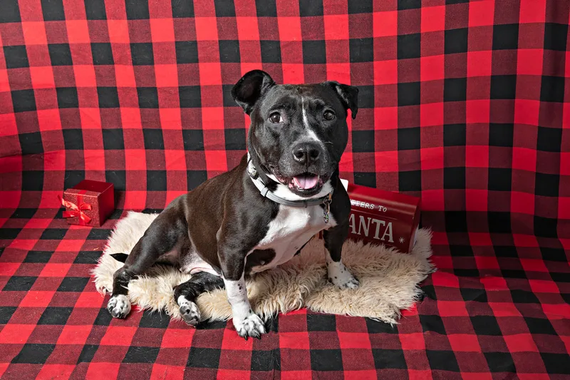 Color photo of a pit bull dog against a background with Christmas holiday props, including a letterbox to Santa. The photo was taken by Laura Pea Photography, a pet photographer on Long Island.