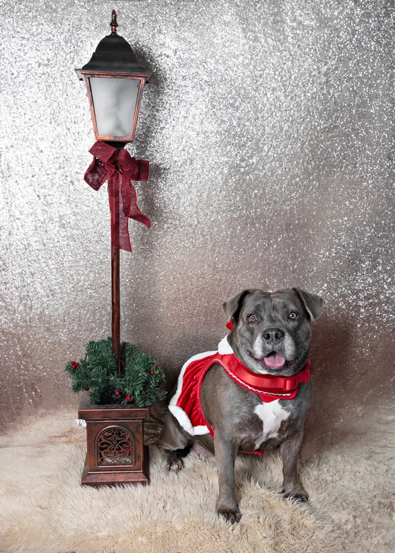 Color photo of a pit bull dog wearing a dress against a sequin background with Christmas holiday props. The photo was taken by Laura Pea Photography, a pet photographer on Long Island.