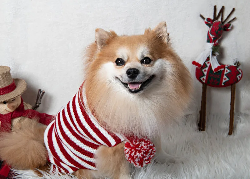 Color photo of a Pomeranian dog in a Santa sweater against a background with Christmas holiday props, including a snowman and a reindeer. The photo was taken by Laura Pea Photography, a pet photographer on Long Island.