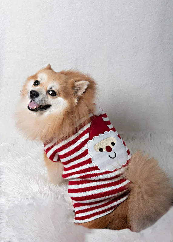 Color photo of a Pomeranian dog against a white background wearing a Santa sweater looking over his shoulder. The photo was taken by Laura Pea Photography, a pet photographer on Long Island.