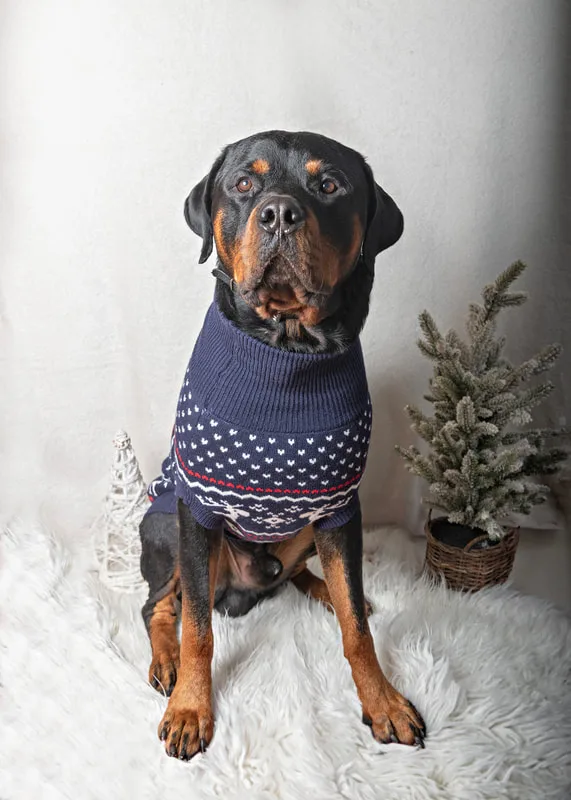 Color photo of a  Rottweiler dog in a sweater against a white background with Christmas holiday props. The photo was taken by Laura Pea Photography, a pet photographer on Long Island.