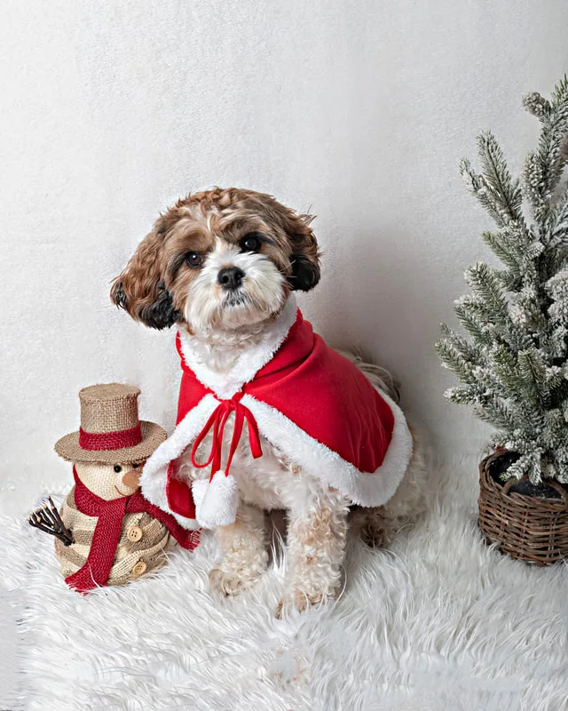 Color photo of a cute brown and white small dog wearing a Santa cape against a white background with Christmas holiday props. The photo was taken by Laura Pea Photography, a pet photographer on Long Island.
