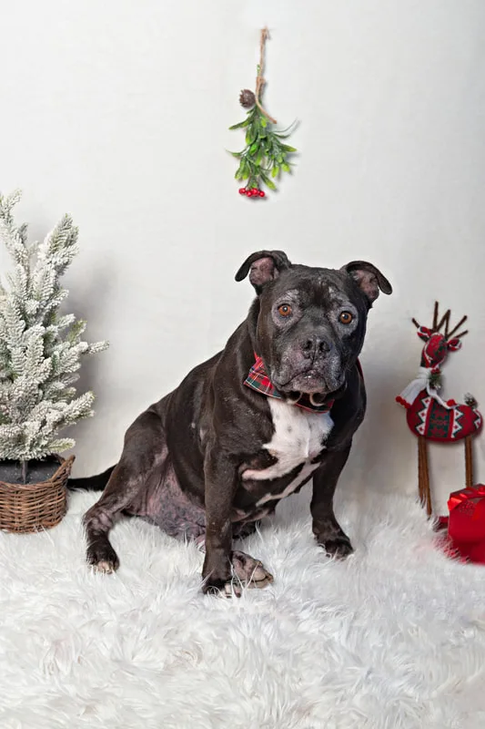Color photo of a black senior pit bull dog against a white background with Christmas holiday props, including mistletoe, a tree and a reindeer. The photo was taken by Laura Pea Photography, a pet photographer on Long Island.