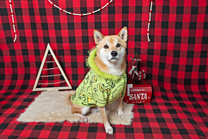 Color photo of a Shiba Inu dog against a buffalo plaid background with Christmas holiday props, including trees and beaded garland. The photo was taken by Laura Pea Photography, a pet photographer on Long Island.