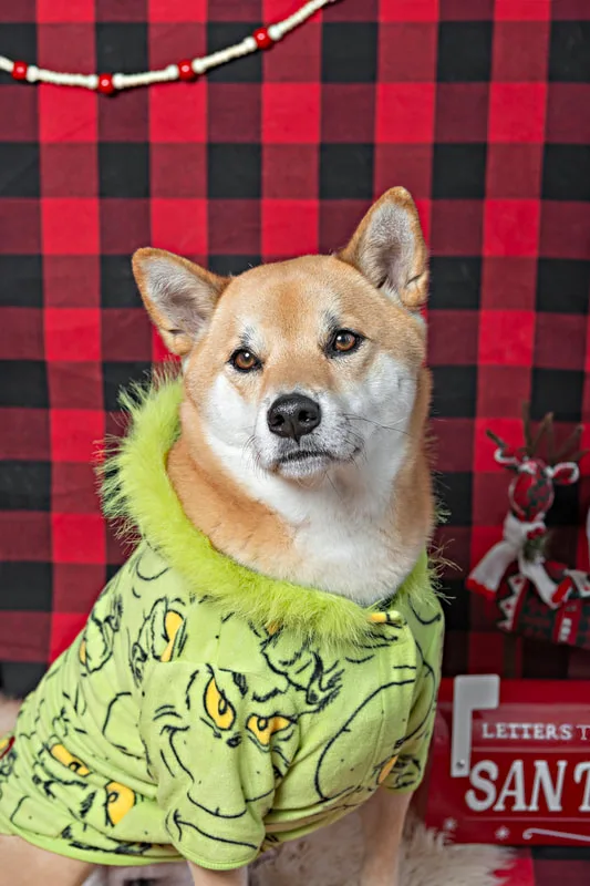 Color photo of a Shiba Inu dog against a buffalo plaid background with Christmas holiday props. The photo was taken by Laura Pea Photography, a pet photographer on Long Island.