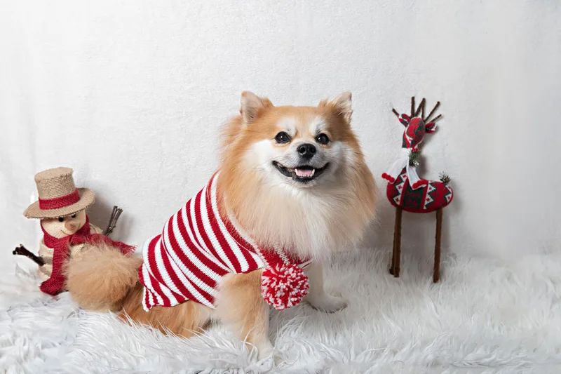 Color photo of a Pomeranian dog against a white background with Christmas holiday props, including a snowman and a reindeer. The photo was taken by Laura Pea Photography, a pet photographer on Long Island.