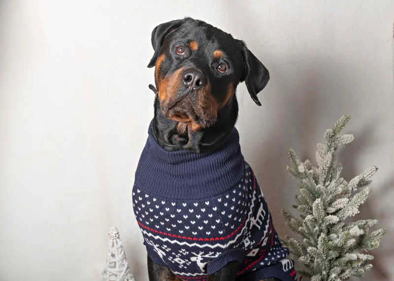 Color photo of a Rottweiler dog in a sweater against a white background with Christmas holiday props, including a tree. The photo was taken by Laura Pea Photography, a pet photographer on Long Island.