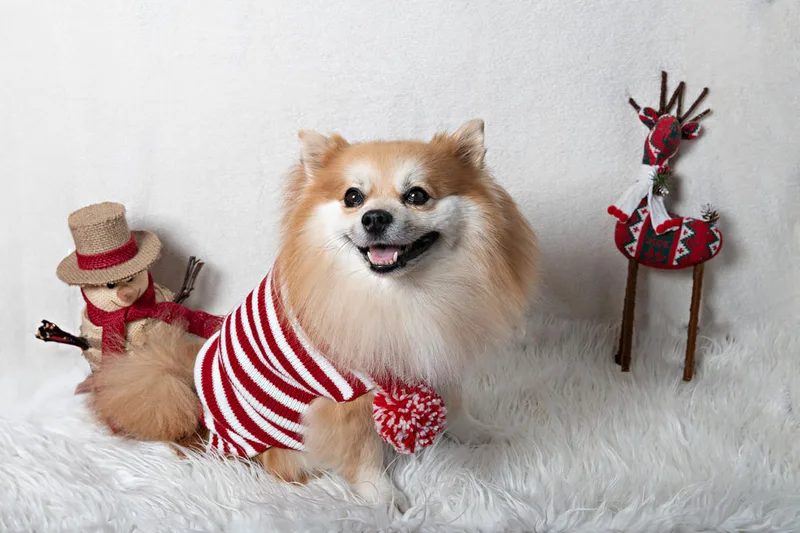 Color photo of a Pomeranian dog wearing a sweater against a white background with Christmas holiday props, including a snowman and a reindeer. The photo was taken by Laura Pea Photography, a pet photographer on Long Island.