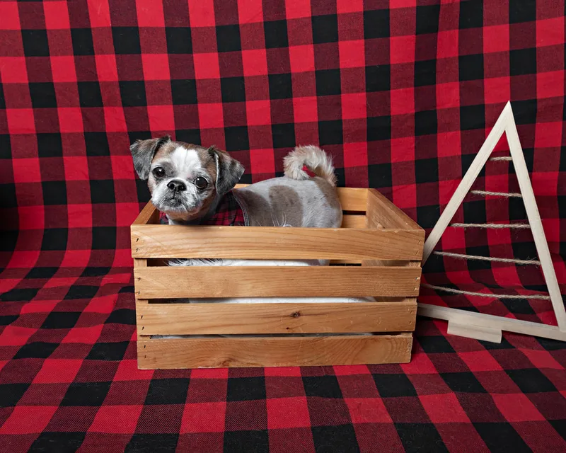 Color photo of a terrier mix mutt dog in a wooden crate against a buffalo plaid background with Christmas holiday props. The photo was taken by Laura Pea Photography, a pet photographer on Long Island.
