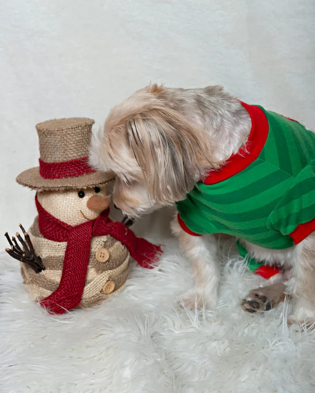 Color photo of a white terrier mix mutt dog against a white background with Christmas holiday props, including a snowman. The photo was taken by Laura Pea Photography, a pet photographer on Long Island.