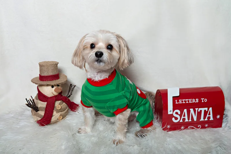 Color photo of a terrier mix mutt dog in a sweater against a white background with Christmas holiday props, including a snowman and a letterbox to Santa. The photo was taken by Laura Pea Photography, a pet photographer on Long Island.