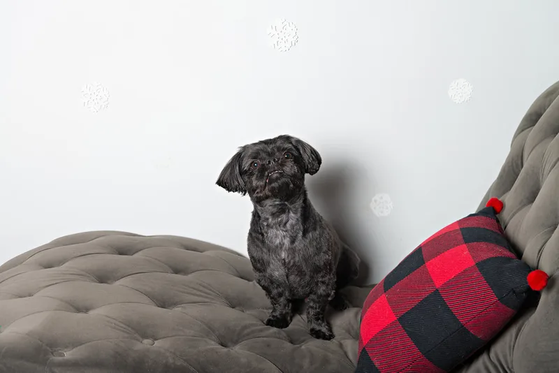 Color photo of a black shih tzu breed dog sitting on a grey couch in front of a snowflake background next to a buffalo plaid pillow. The photo was taken by Laura Pea Photography, a pet photographer based on Long Island, NY. 