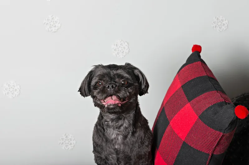 Color photo of a black shih tzu breed dog in front of a snowflake background next to a buffalo plaid pillow. The photo was taken by Laura Pea Photography, a pet photographer based on Long Island, NY. 